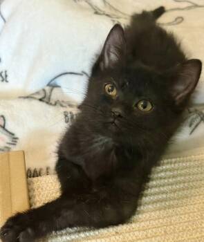 Wendy -  Domestic Short Hair Cat for Adoption in St. Peters, Missouri - Wendy | PetCurious