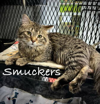 Rescue Domestic Long Hair Cats for Adoption in Estherville, Iowa - Smuckers | PetCurious