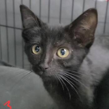 Tiramisu -  Domestic Short Hair Cat for Adoption in Russellville, Kentucky - Tiramisu | PetCurious
