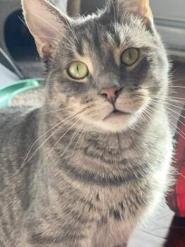 Rescue Domestic Short Hair Cats for Adoption in Shakespeare, Ontario - Elroy | PetCurious