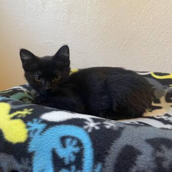 Pebble -  Domestic Short Hair Cat for Adoption in Matteson, Illinois - Pebble | PetCurious
