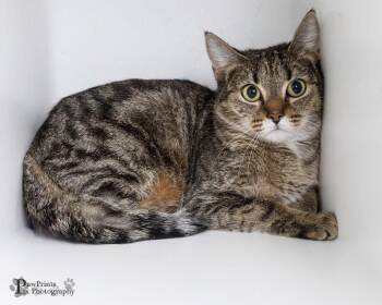 Domestic Short Hair Cats Available for Adoption - Blossom | PetCurious