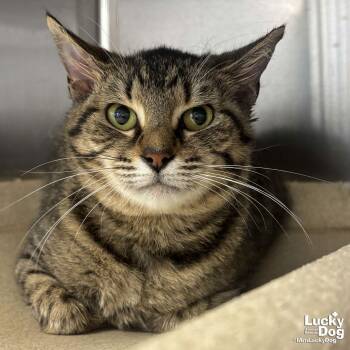 Domestic Short Hair Cats Available for Adoption - Edamame | PetCurious