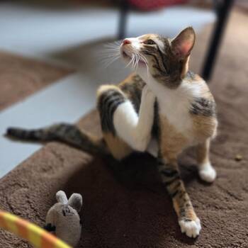 Domestic Short Hair Cats Available for Adoption - Circles | PetCurious