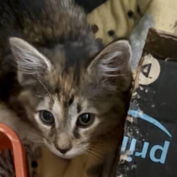 Sugar -  Domestic Short Hair Cat for Adoption in Bentonville, Arkansas - Sugar | PetCurious