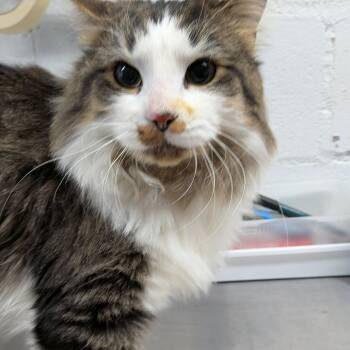 Domestic Long Hair Cats Available for Adoption - Hoss | PetCurious