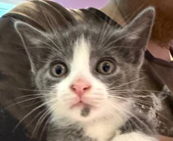 Domestic Short Hair Cats Available for Adoption in Cambridge, Maryland - Dominic | PetCurious
