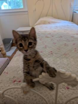 Rescue Dilute Tortoiseshell and Domestic Short Hair Cats for Adoption in Smithfield, Virginia - Julia | PetCurious