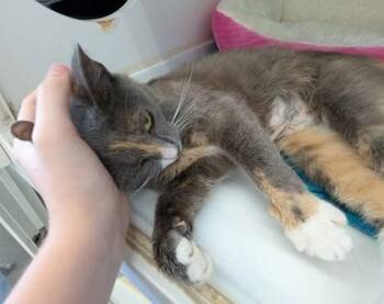 Griblett -  Domestic Short Hair Cat for Adoption in Kansas City, Missouri - Griblett | PetCurious