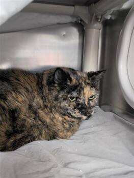 Gateau -  Domestic Short Hair Cat for Adoption in Montreal, Quebec - Gateau | PetCurious
