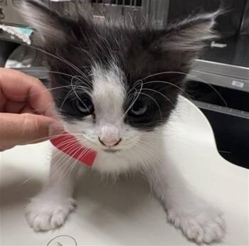 CLEO -  Domestic Medium Hair Cat for Adoption in Camarillo, California - CLEO | PetCurious