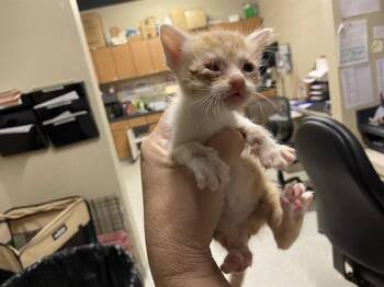 PIPPIN -  Domestic Short Hair Cat for Adoption in Modesto, California - PIPPIN | PetCurious