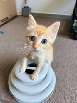 Bullet -  Tabby Cat for Adoption in San Antonio, Texas - Bullet | PetCurious