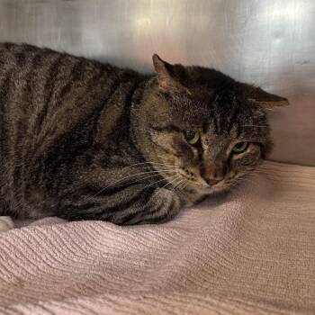Domestic Short Hair Cats Available for Adoption in Austin, Texas - Luma | PetCurious