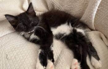 Rescue Tuxedo Cats for Adoption in Beckley, West Virginia - Josie | PetCurious