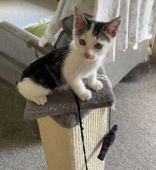 Lizzy -  Domestic Medium Hair Cat for Adoption in Tonawanda, New York - Lizzy | PetCurious