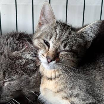 Ocelot -  Domestic Short Hair Cat for Adoption in Johnstown, Pennsylvania - Ocelot | PetCurious