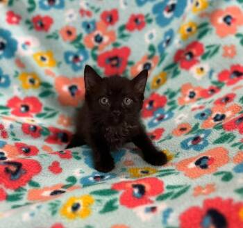 Fiona -  Domestic Short Hair Cat for Adoption in Effingham, Illinois - Fiona | PetCurious