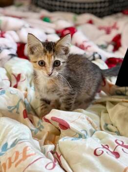 Honey -  Domestic Short Hair Cat for Adoption in Sherwood, Arkansas - Honey | PetCurious