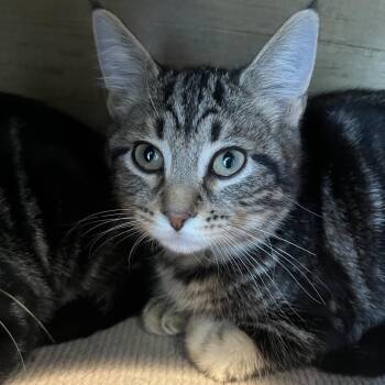 Domestic Short Hair Cats Available for Adoption - Tamari | PetCurious