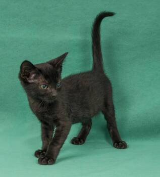 Goldfinch -  Domestic Short Hair Cat for Adoption in Davis, California - Goldfinch | PetCurious