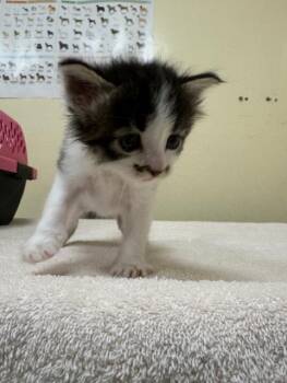 Domestic Medium Hair Cats Available for Adoption in Fremont, California - A198252 | PetCurious