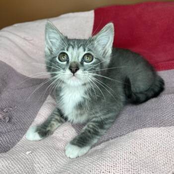 Sangria -  Domestic Short Hair Cat for Adoption in San Antonio, Texas - Sangria | PetCurious