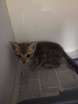 Sparky -  Domestic Short Hair Cat for Adoption in Bossier City, Louisiana - Sparky | PetCurious