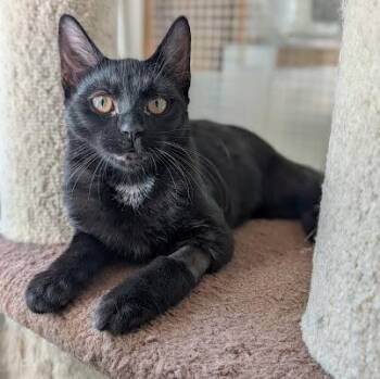 Java -  Domestic Short Hair Cat for Adoption in Waynesville, North Carolina - Java | PetCurious