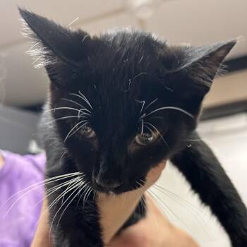 Gerald -  Domestic Short Hair Cat for Adoption in Newport, North Carolina - Gerald | PetCurious