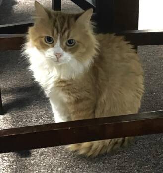 Rescue Domestic Long Hair Cats for Adoption in Pottsville, Pennsylvania - Tank | PetCurious