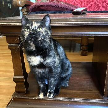 Domestic Short Hair Cats Available for Adoption - Elena | PetCurious