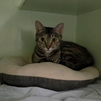 Mars -  Domestic Short Hair Cat for Adoption in Charleston, South Carolina - Mars | PetCurious