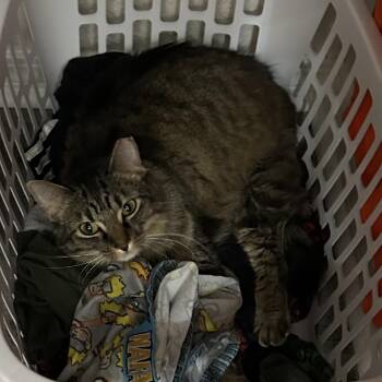 Juniper -  Domestic Short Hair Cat for Adoption in Tulsa, Oklahoma - Juniper | PetCurious