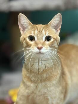 Rescue Tabby Cats for Adoption in Mt. Juliet, Tennessee - Louisa | PetCurious