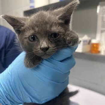 Sushi -  Domestic Short Hair Cat for Adoption in Summerville, South Carolina - Sushi | PetCurious