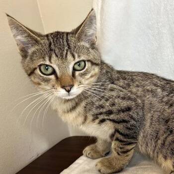 Aquarius -  Domestic Short Hair Cat for Adoption in Johnson City, Tennessee - Aquarius | PetCurious