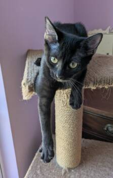 Rescue Domestic Short Hair Cats for Adoption in Youngsville, North Carolina - Allie25 | PetCurious