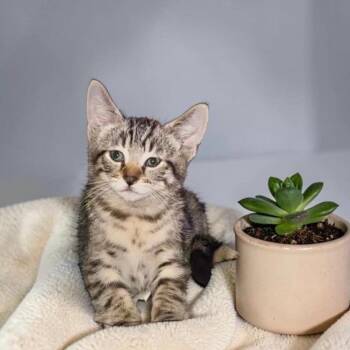 Gucci -  Siamese and Domestic Short Hair Cat for Adoption in San Diego, California - Gucci | PetCurious