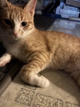 Rescue Domestic Short Hair Cats for Adoption in Chatham, Ontario - Ginger | PetCurious