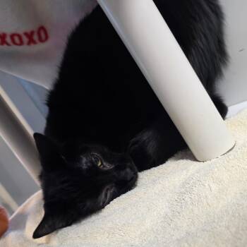 Kimo -  Domestic Short Hair Cat for Adoption in Fort Wayne, Indiana - Kimo | PetCurious