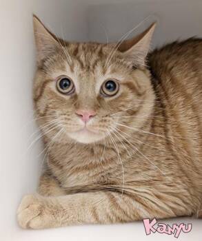 Kanyu -  Domestic Short Hair Cat for Adoption in Mason, Michigan - Kanyu | PetCurious