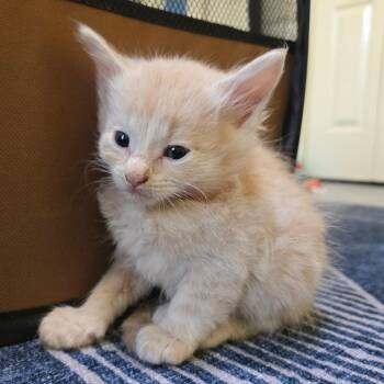 Domestic Medium Hair Cats Available for Adoption in Brownsboro, Alabama - Bramble | PetCurious