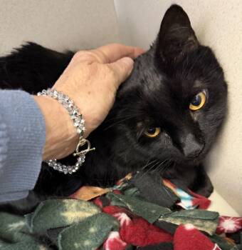 Cooper -  Domestic Short Hair Cat Available for Adoption in Salem, New Hampshire - Cooper | PetCurious