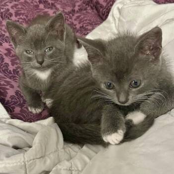 Mo & Jo - bonded pair, male&female -  Domestic Short Hair Cat Available for Adoption in Myrtle Beach, South Carolina - Mo & Jo - Bonded Pair, Male&female | PetCurious