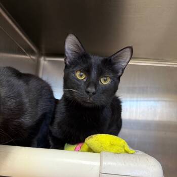 Rescue Domestic Short Hair Cats for Adoption in Eagle Mountain, Utah - Mandy | PetCurious