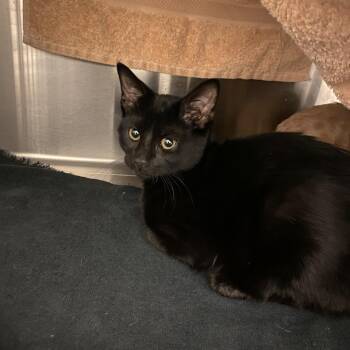 Loki -  Domestic Short Hair Cat for Adoption in Council Bluffs, Iowa - Loki | PetCurious