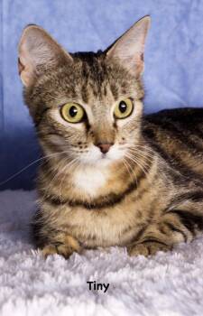 Tiny -  Domestic Short Hair Cat for Adoption in Gilbert, Arizona - Tiny | PetCurious