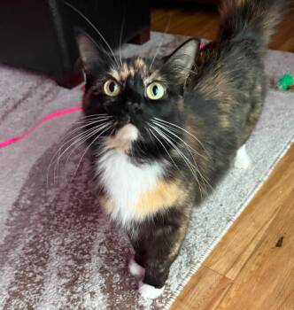 BETSY -  Domestic Medium Hair Cat for Adoption in Grand Forks, North Dakota - BETSY | PetCurious