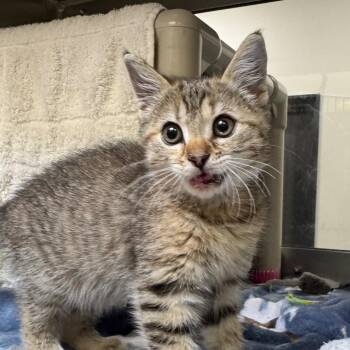 Lip Gloss -  Domestic Short Hair Cat for Adoption in York, Pennsylvania - Lip Gloss | PetCurious